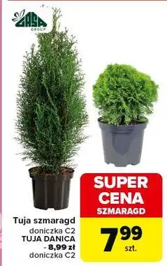 Carrefour Tuja danica don. c2 Gasa oferta