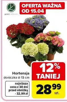 Carrefour Hortensja doniczka, śr. 13 cm oferta
