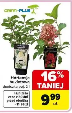 Carrefour Hortensja bukietowa oferta