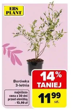 Carrefour Borówka Ebs Plant oferta