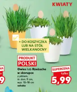 Kaufland Rzeżucha Polski oferta
