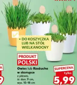 Kaufland Owies lub Rzeżucha oferta