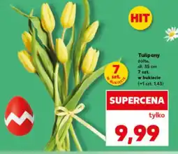 Kaufland Tulipany żółte oferta