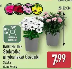 ALDI Stokrotka afrykańska/Gożdziki różne kolory oferta