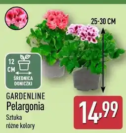 ALDI Pelargonia różne kolory oferta