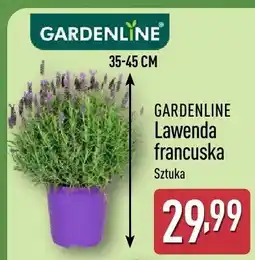 ALDI Lawenda francuska oferta