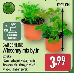 ALDI Wiosenny mix bylin oferta