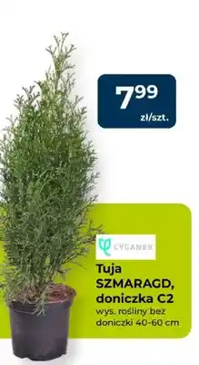 Mrówka Tuja SZMARAGD, doniczka C2 oferta