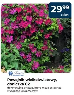 Mrówka Powojnik wielkokwiatowy, doniczka C2 oferta