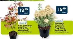Mrówka Klon palmowy PHOENIX, doniczka C1 oferta