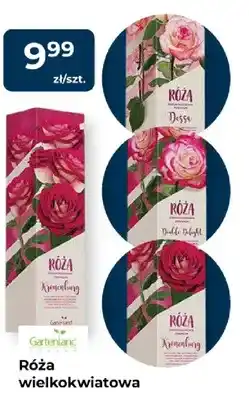 Mrówka Róża wielkokwiatowa Dessa oferta