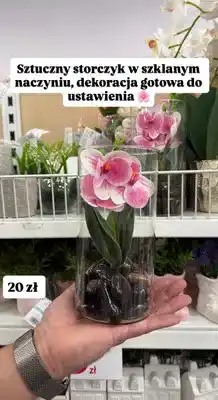 Pepco Sztuczny storczyk w szklanym naczyniu, dekoracja oferta