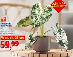 Lidl Polskie Kwiaty Alokazja Frydek Variegata oferta