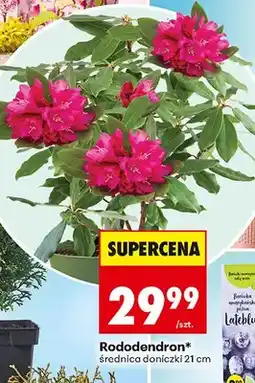 Biedronka Rododendron średnica doniczki 18 cm oferta