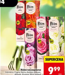 Biedronka Róża szczepiona oferta