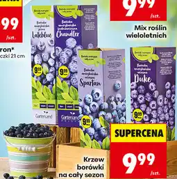 Biedronka Krzew borówki oferta