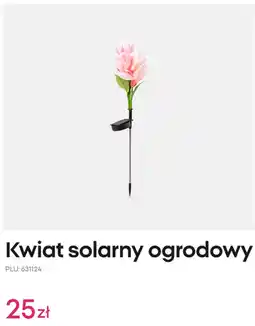 Pepco Kwiat solarny ogrodowy oferta