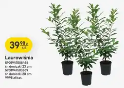 Castorama Laurowiśnia śr. doniczki 28 cm oferta