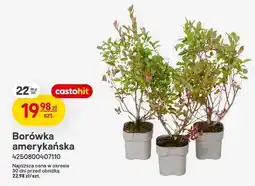 Castorama Borówka amerykańska oferta