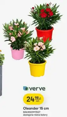 Castorama Oleander 15cm oferta