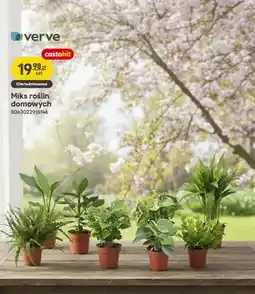 Castorama Miks roślin domowych oferta
