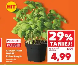 Kaufland Bazylia w doniczce Hit oferta
