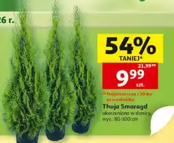 Auchan Thuja Smaragd ukorzeniowa w donicy oferta