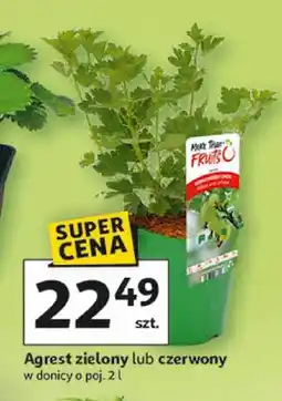 Auchan Agrest zielony lub czerwony oferta