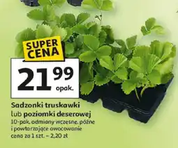 Auchan Sadzonki truskawki lub poziomki deserowej oferta