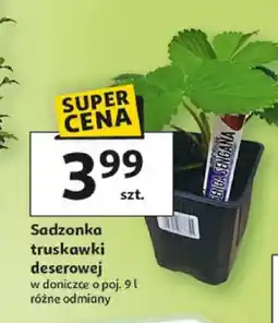 Auchan Sadzonka truskawki deserowej oferta