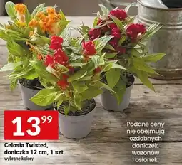 Twój Market Celosia twisted doniczka 12 cm oferta