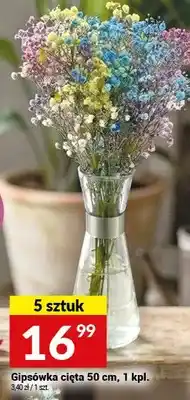 Twój Market Gipsówka cięta 50 cm oferta