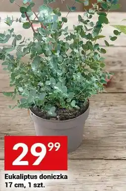 Twój Market Eukaliptus doniczka 17 cm oferta