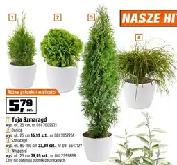 OBI Rośliny Tuja Szmaragd, Danica, Szmaragd, Whipcord oferta