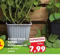 Kaufland Mięta XL w doniczce oferta