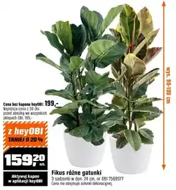 OBI Fikus różne gatunki 3 sadzonki w don. 24 cm oferta