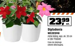 OBI Dipladenia wczesna różne kolory, wys. ok. 30 cm oferta