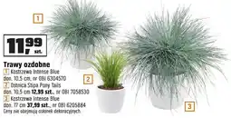OBI Trawy ozdobne Kostrzewa Intense Blue, Ostnica Stipa Pony Tails, Kostrzewa Intense Blue oferta