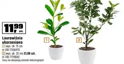OBI Laurowiśnia ukorzeniona wys. ok. 30 cm, wys. ok. 35 cm oferta