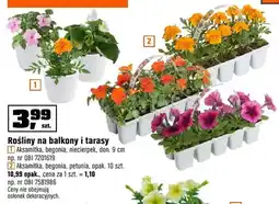 OBI Rośliny na balkony i tarasy aksamitka, begonia, niecierpek oferta