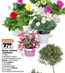 OBI Rośliny rabatowe i balkonowe Fuksja, Petunia kaskadowa Veranda, Dalia, Margerytka włoska oferta