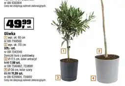 OBI Oliwka wys. ok. 60 cm, wys. ok. 170 cm oferta
