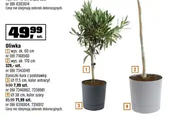 Oliwka wys. ok. 60 cm, wys. ok. 170 cm