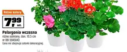 OBI Pelargonia wczesna różne odmiany, don. 10,5 cm oferta