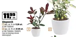 OBI Głogownik wys. ok. 15 cm, wys. ok. 45 cm oferta