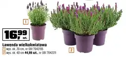 OBI Lawenda wielkokwiatowa wys. ok. 20 cm, wys. ok. 40 cm oferta