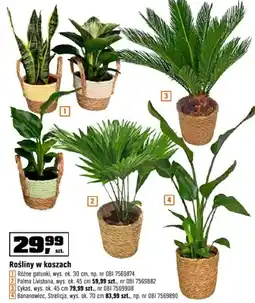 OBI Rośliny w koszach różne gatunki, Palma Livistona, Aglaonema, Bananowiec, Strelicja oferta