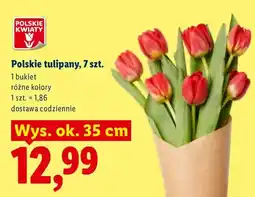 Lidl Polskie tulipany różne kolory oferta