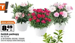 OBI Goździk pachnący don. 10,5 cm oferta