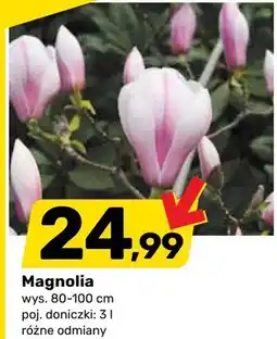 Bricomarche Magnolia oferta